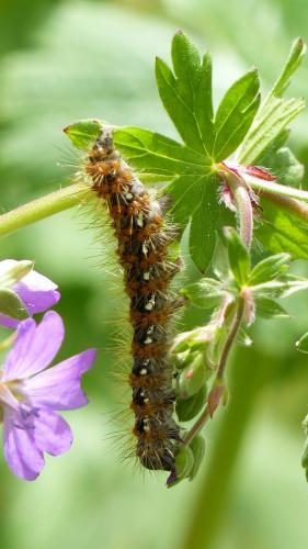 Euplagia quadripunctaria